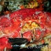 crab_reef_nr_h_0705_png0985.jpg